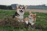 CORGI PEMBROKE 1394